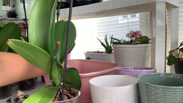 Orquídeas phalaenopsis.!!!! смотреть онлайн