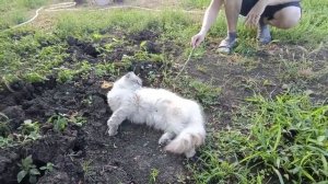 Убрали чеснок🧄 Абрикос сдуло😍😏🍑 Начинаем ремонт 🏡Живем в своем доме😊