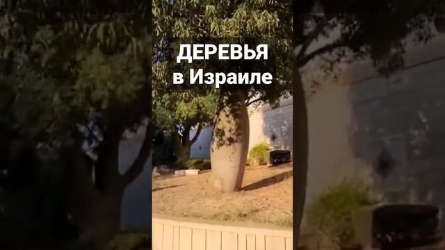 Бутылочные деревья в Израиле