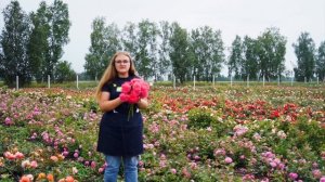 Роза Рапунцель. Лучший сорт плетистых роз. Как правильно выбрать плетистую розу.