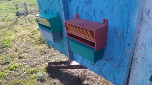 Собираю пыльцу. Пыльцесборник.