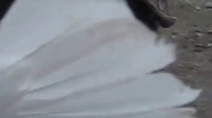 перерва г димитрово