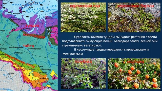 Западная Сибирь: особенности природы и природные ресурсы смотреть онлайн