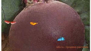 Свекла столовый Экшен F1 (ekshen f1) ? свекла Экшен F1 обзор: как сажать семена свеклы Экшен F1