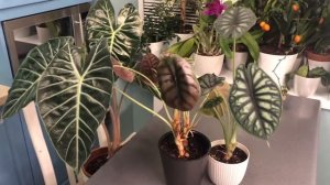 Алоказия медная, alocasia morocco purple night , alocasia dragon scale, мои ошибки в уходе.