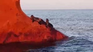 Ленивые тюлени устроились на носу корабля 