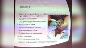 Искусственное выкармливание детеныша азиатской бескоготной выдры Aonyx cineria в Санкт-Петербургском