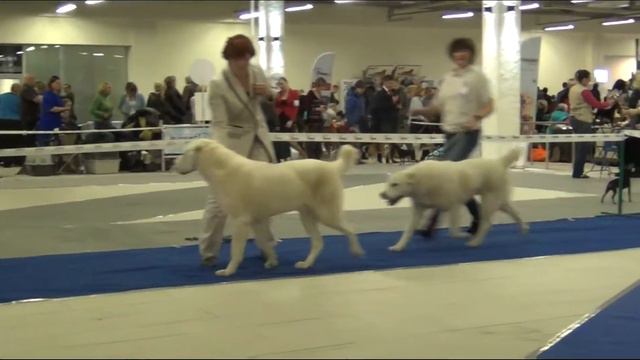 Выставка алабаев. СПб 02.12.2017. Выбор ЛЮ и ЛПП. смотреть онлайн