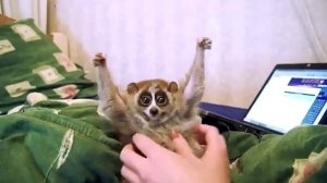 Лори -  самые милые животные в мире