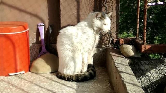 ? По нему проехали на машине и даже не остановились..?? А кот просил помощи из всех сил! смотреть онлайн