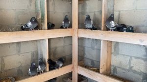 Царицынские голуби Волгоград профилактика болезней