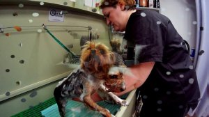 Комплексный уход.
Пара йорк.