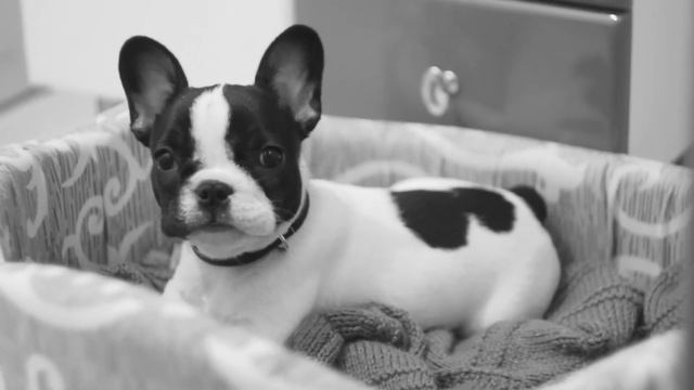 Французький бульдог Бруно смотреть онлайн