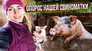 Сложный опорос: Первый Опорос Бэллы от искусственного осеменения | Молодая ферма