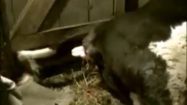 Отёл коровы видео на oleg-inform.ru смотреть онлайн