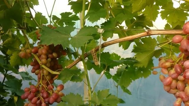 Виноград Хусайне Люнда смотреть онлайн