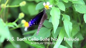 BORISLAV STRULEV - J. S. Bach Prelude from Cello Suite No 1 in G major;