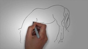 Картинки лошадей. КАК карандашом НАРИСОВАТЬ ЛОШАДЬ
