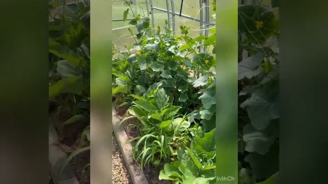 Мотивация на обустройство дачи: наши новые клумбы. Выкопали пруд. Наводим порядк в теплице смотреть онлайн