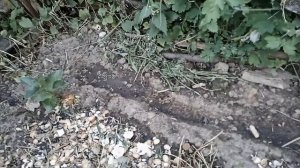 Посадка многолетнего лука и щавеля 08 06 2023 + обзор огородаПосадка многолетнего лука и щавеля 08 0