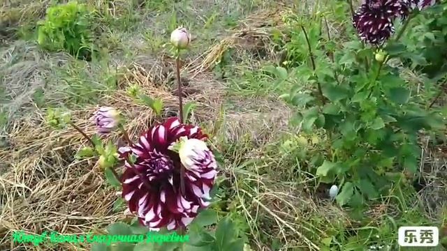 Георгина сорт Тартан / Dahlia Tartan смотреть онлайн