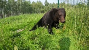 Буржуй вегетарианец.