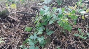 НАШЁЛ ЭЛЕКТРОДВИГАТЕЛЬ.И МНОГО МОЩНОГО ЖЕЛЕЗА.КОП МЕТАЛЛА 2022