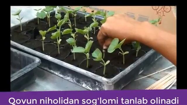 Тарвузни Пайванд лаш смотреть онлайн