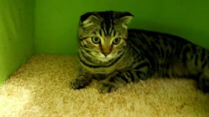 Игровой комплекс для кота своими руками. (Making a home for the cat) Часть 1.