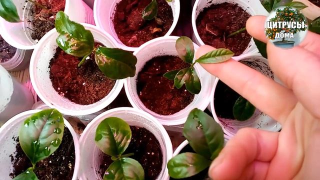 Лимоны и мандарины из косточек выращивание обзор моих необычных всходов из косточек