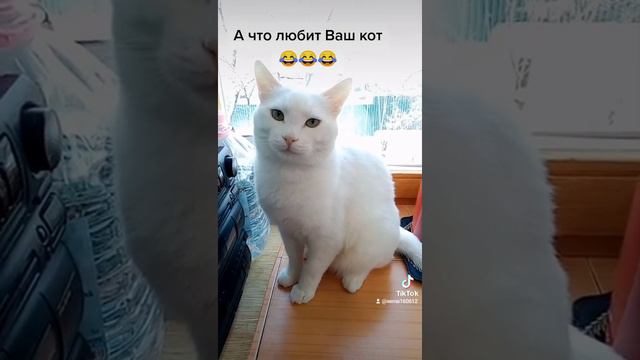 А что любит Ваш кот? #юмор #котСёма #альбинос