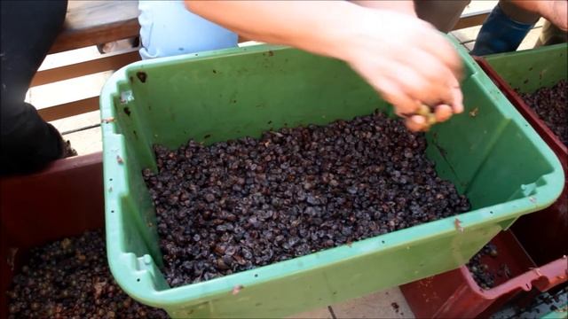 Botrytis Cinerea Persoon- Cibéby- Aszu смотреть онлайн