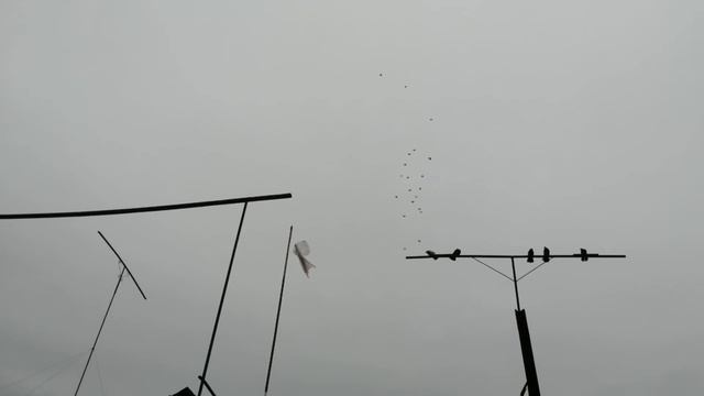 " ГОЛУБИ - В ГОСТЯХ У АЛЕКСЕЯ ШАФОРОСТОВА" БИЗОН " ПОС. ЦЕЛИНА РОСТОВСКАЯ ОБЛ. 31.01.2021.Г. смотреть онлайн