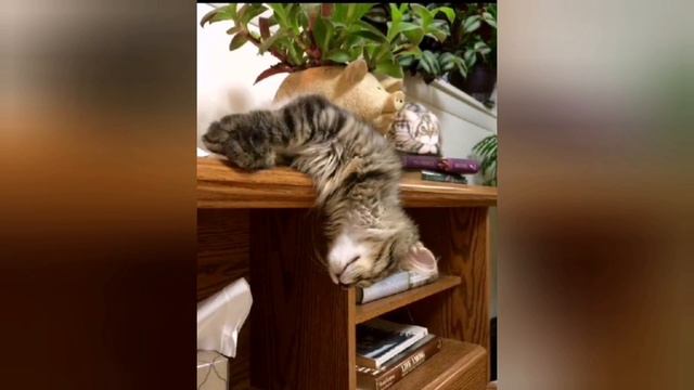 Спящие коты. Приколы с котами 😺 Смешные животные! #приколыскотами #котыприколы #приколы