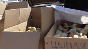 Влог ТРИ ЦЫПЛЁНКА новые питомцы Алисы покупаем на Зоорынке смотрим гладим кроликов котят  #Алиса