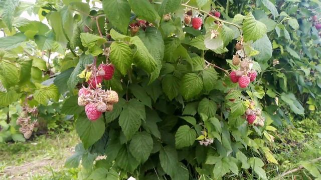 Малина Глен Ампл смотреть онлайн