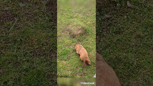 Смешной сурок в Парке Птиц Воробьи