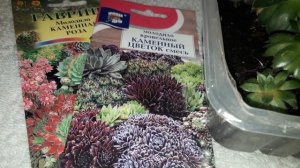 Каменная роза дома.