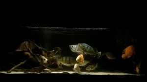 аквариум 1000 литров