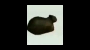 кот крутится 10 минут.