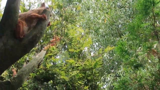 гроза рогов смотреть онлайн