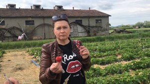 Новые сорта 2020 года. Обзор сортов Sandra и Ariana