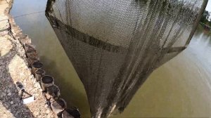 ловля карпа на платнике  отличный клев на бойлы
