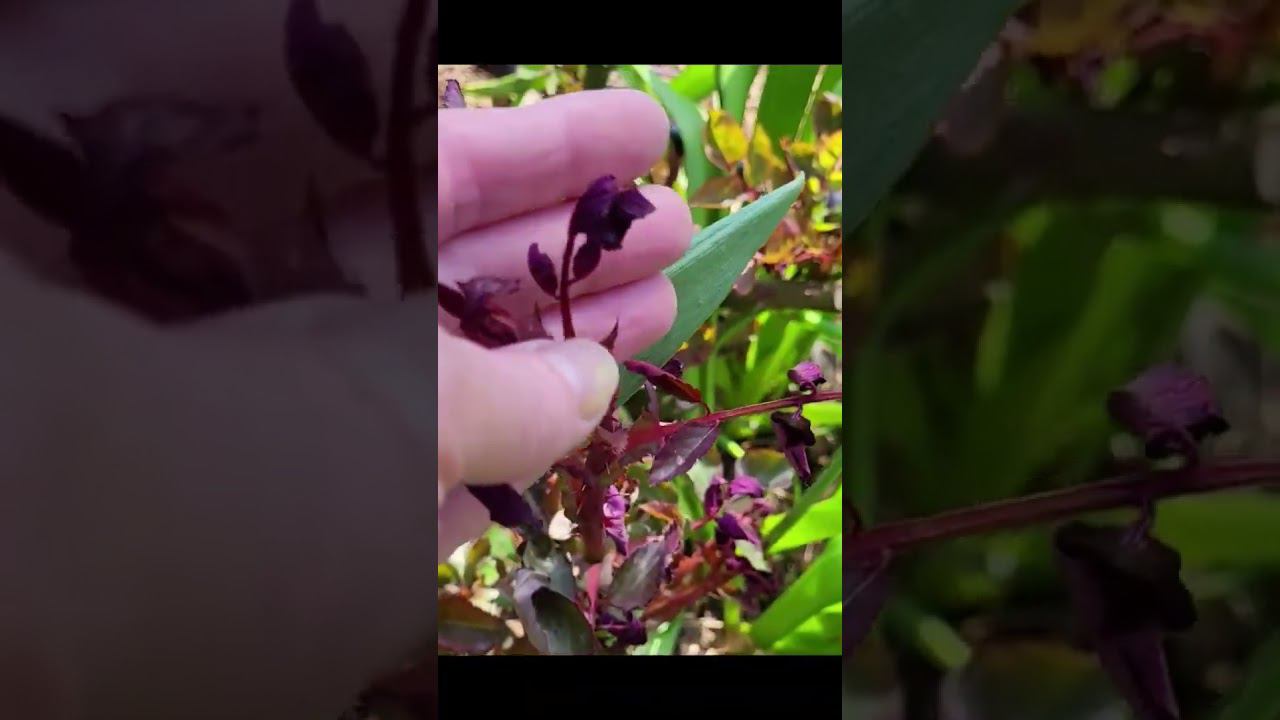 Как пережили заморозки клематисы. Саженцы. Спрашивайте каталог на вацап 89193271772 смотреть онлайн