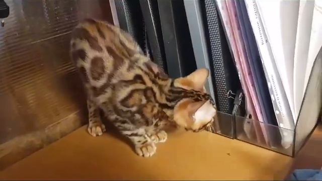 мальчик 1 розетка на золоте