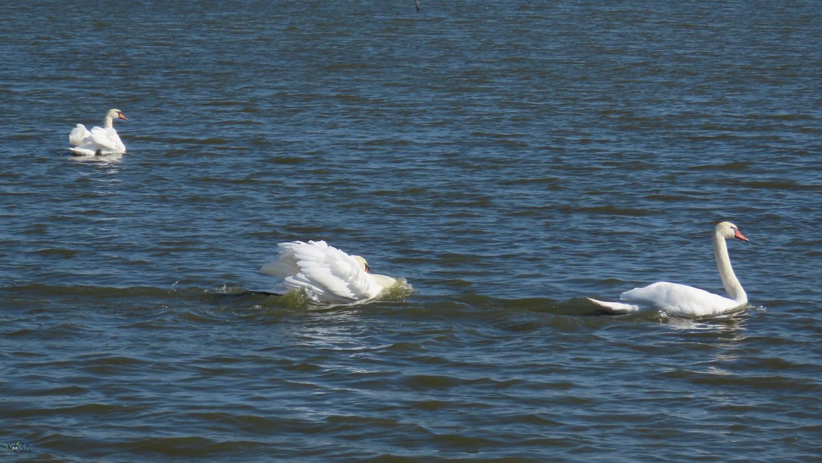 Наша пара лебедей прогоняют залетных на соседний пруд. Чомга с птенцами