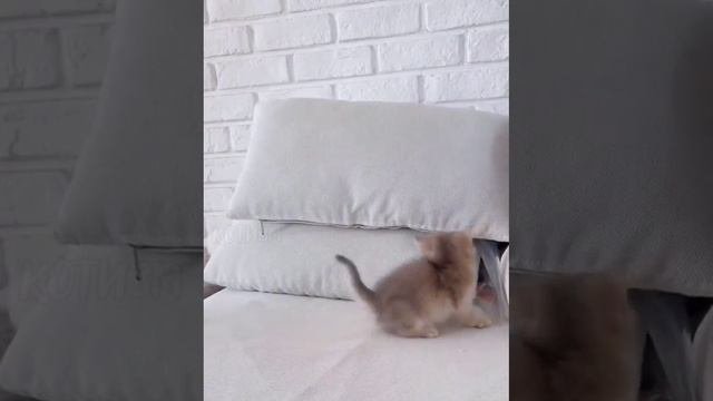 Тактический просчёт🙀😹😻