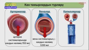 8-класс | Биология | Кан айлануу. Кан айлануу органдары.