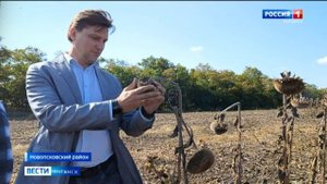Сбор урожая на полях подсолнечников