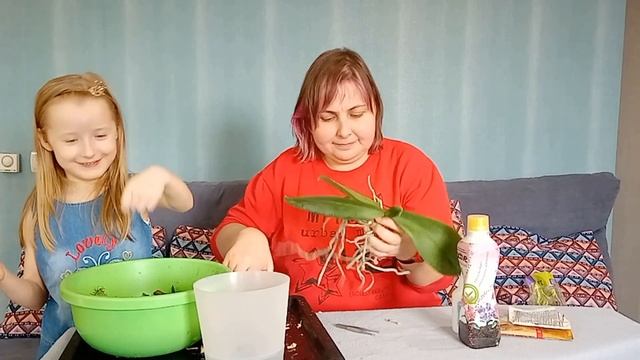 Как пересадить переросшую орхидею и почему она до сих пор ЖИВА?! смотреть онлайн